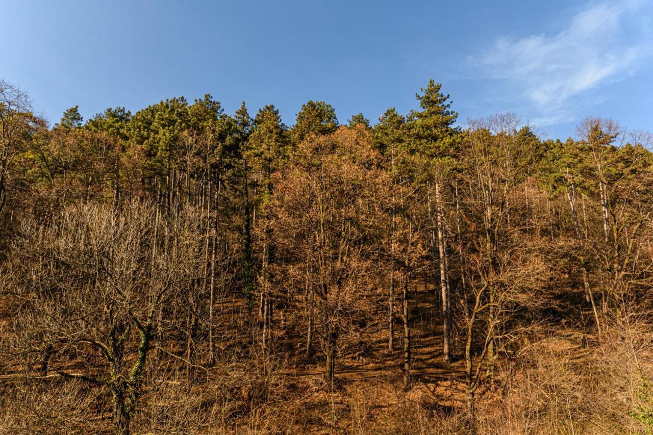 Feel Like Home In Tampa Gardens Brasov Luaran gambar